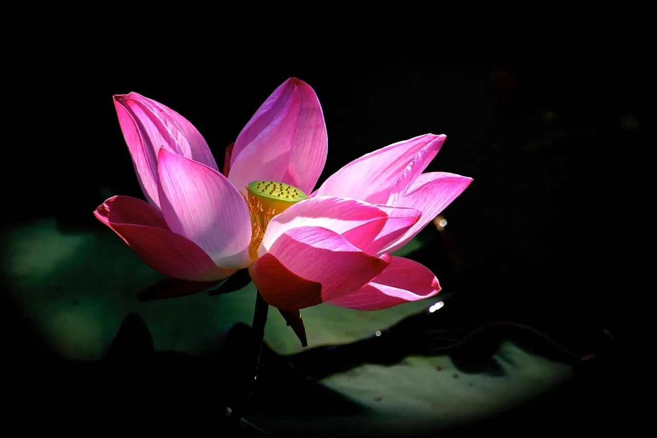 Roze lotusbloem