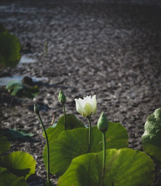 Lotus bloem (Lotus oosterse artikelen)