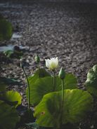 Lotus bloem open